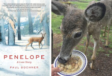 He befriended a backyard deer. She taught him life lessons.