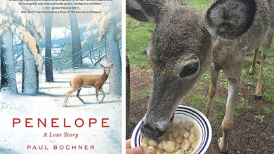 He befriended a backyard deer. She taught him life lessons.