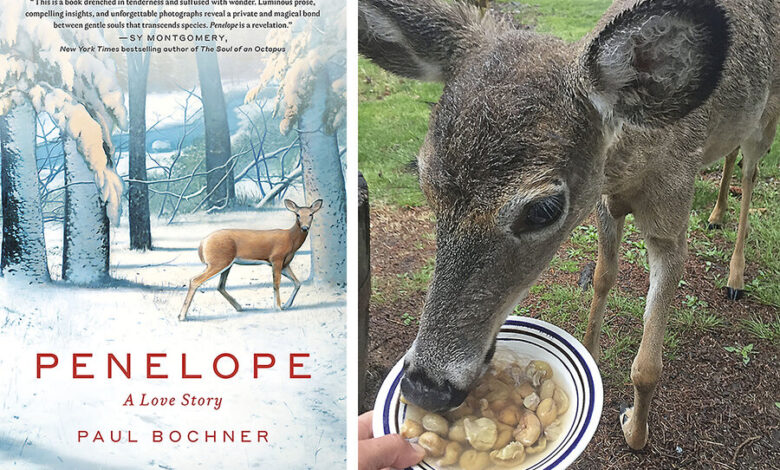 He befriended a backyard deer. She taught him life lessons.